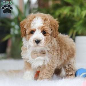 Blake, Maltipoo Puppy